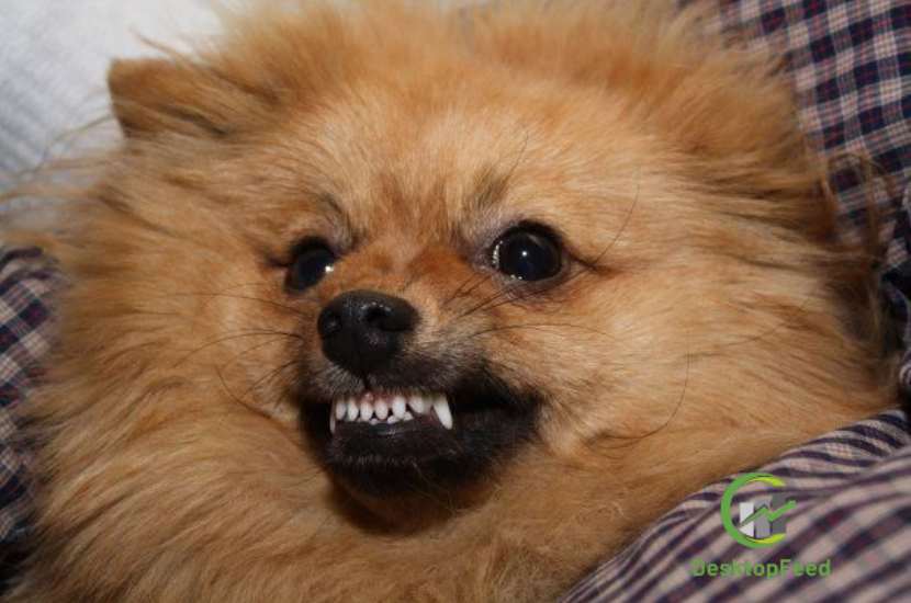 angry pomeranian