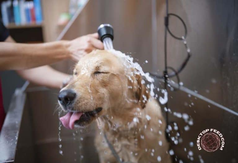 Things to Consider Before Hiring a Dog Grooming Professional